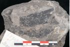 Foto (Detailansicht) von Plantae indet.  (NHMW-GEO-2024-0188-10226)